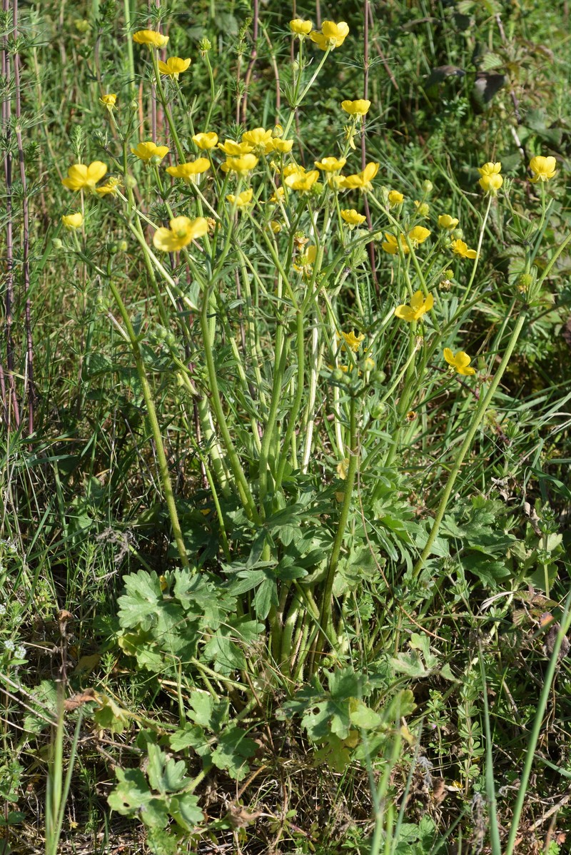 Ranunculus bulbosus subsp. aleae photo 3