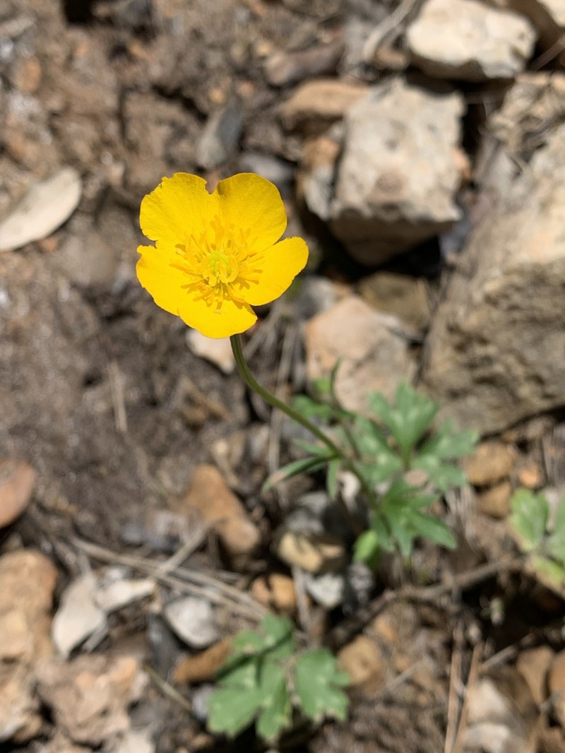 Ranunculus bulbosus subsp. aleae photo 4