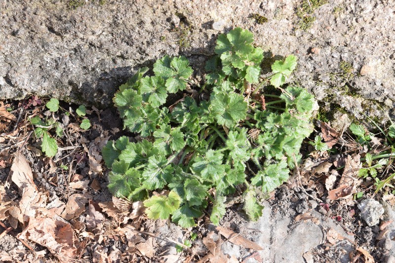 Ranunculus bulbosus subsp. bulbosus