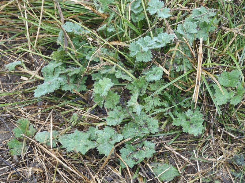 Ranunculus bulbosus subsp. bulbosus photo 2