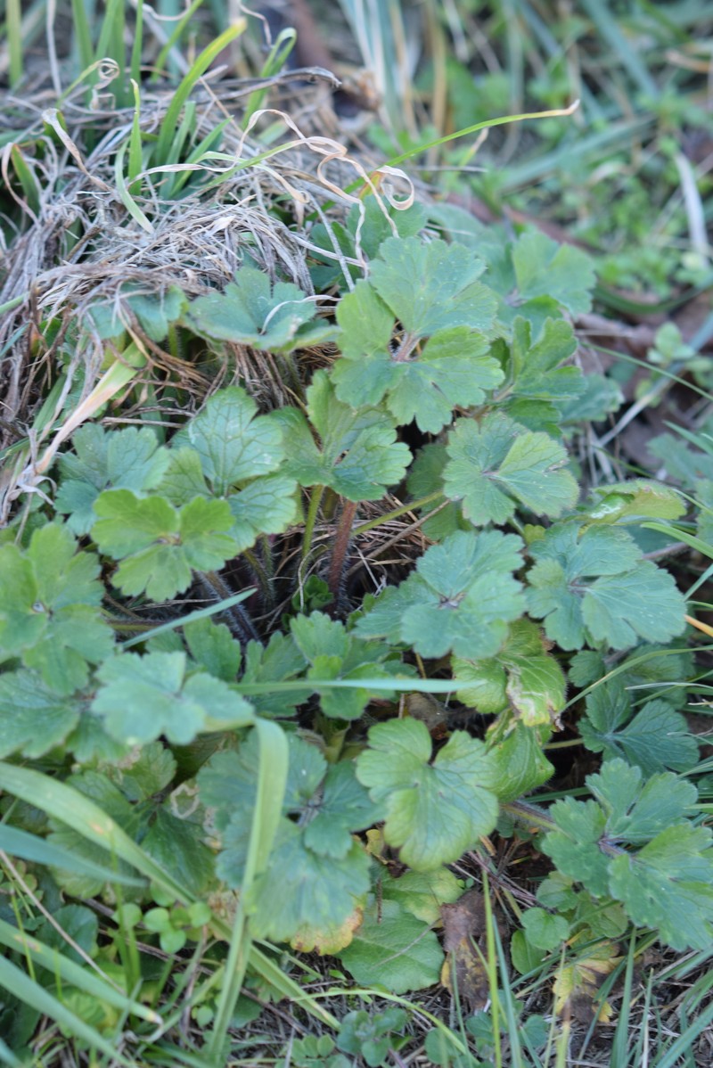 Ranunculus bulbosus subsp. bulbosus photo 3