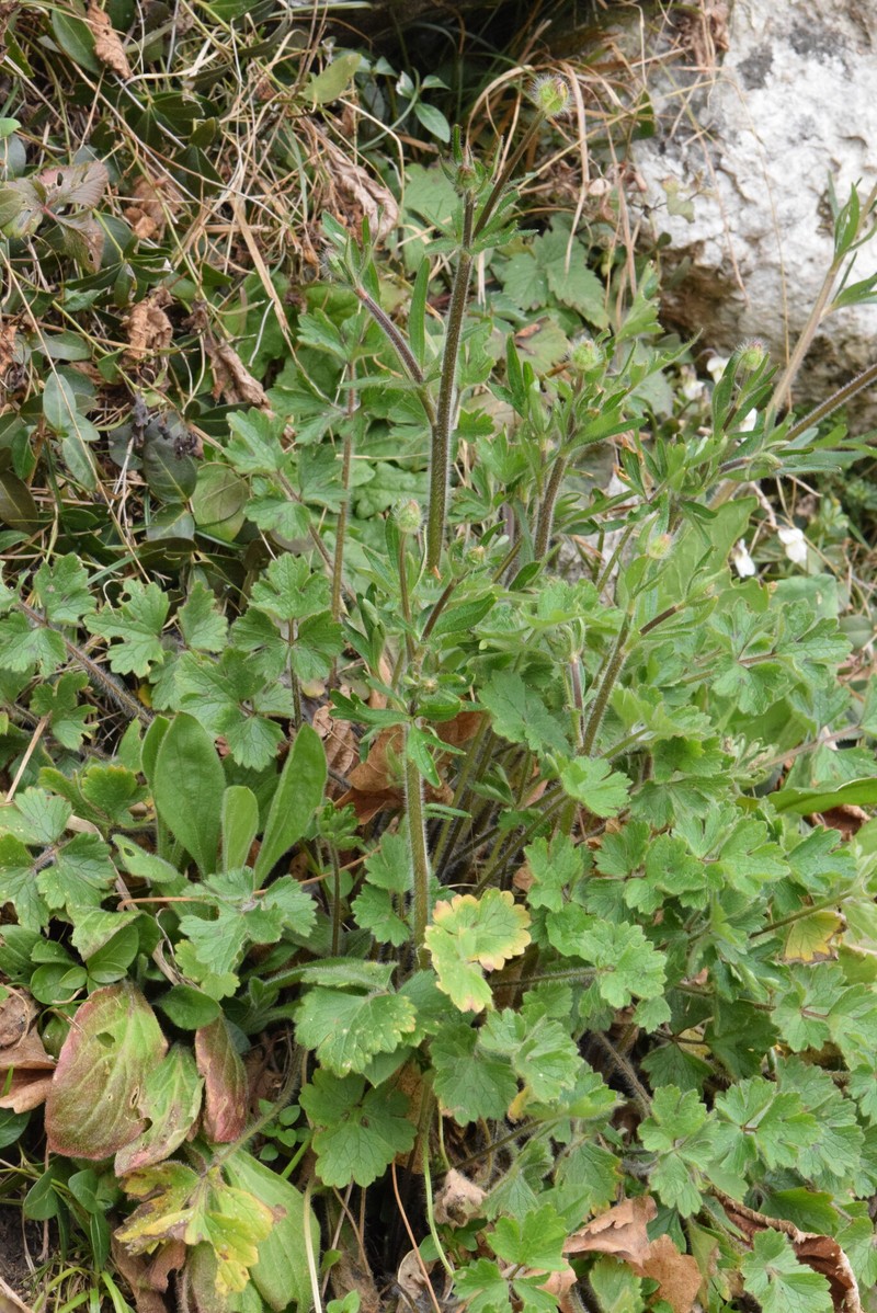 Ranunculus bulbosus subsp. bulbosus photo 4