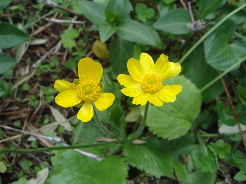 Ranunculus bullatus
