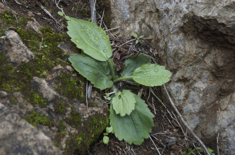 Ranunculus bullatus photo 2