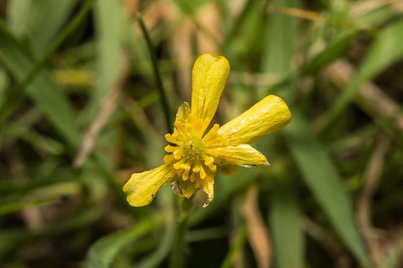 Ranunculus bullatus photo 3