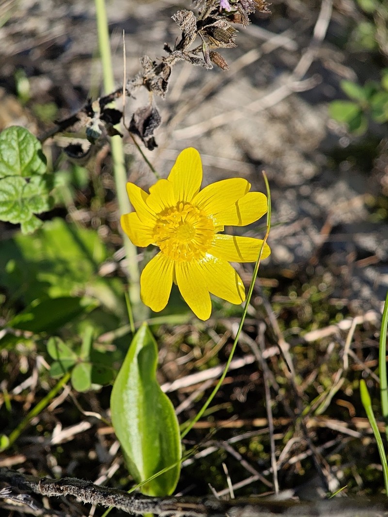 Ranunculus bullatus photo 4
