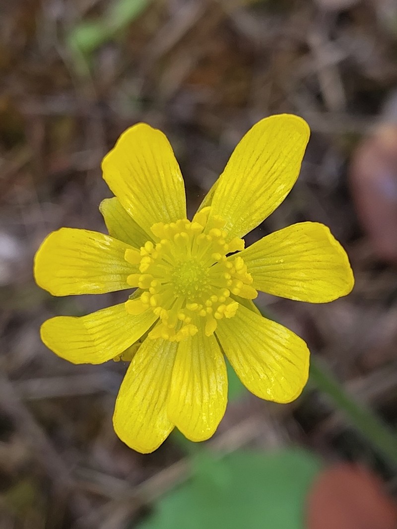 Ranunculus bullatus photo 5