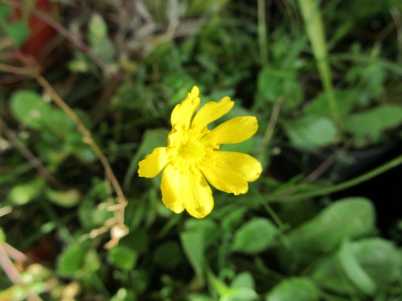 Ranunculus bullatus photo 6