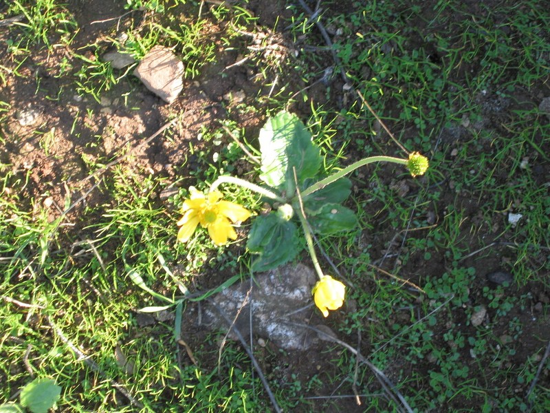 Ranunculus bullatus photo 7