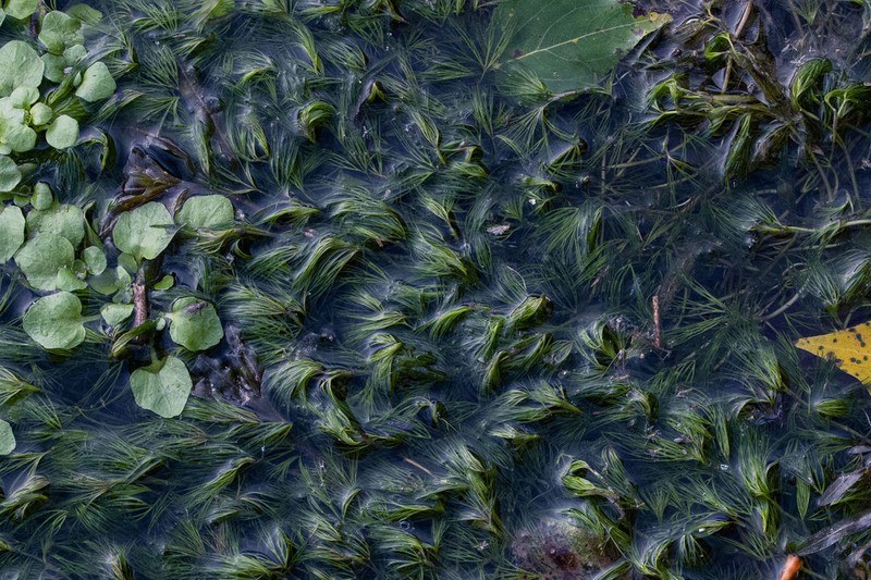 Ranunculus bungei photo 2