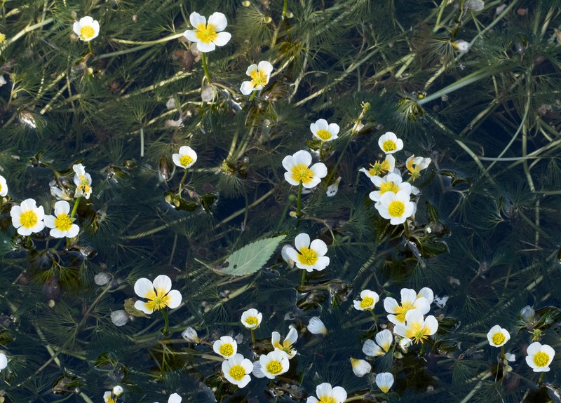 Ranunculus bungei photo 3