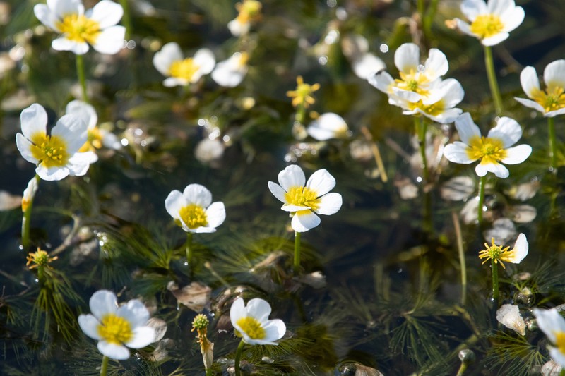Ranunculus bungei photo 4