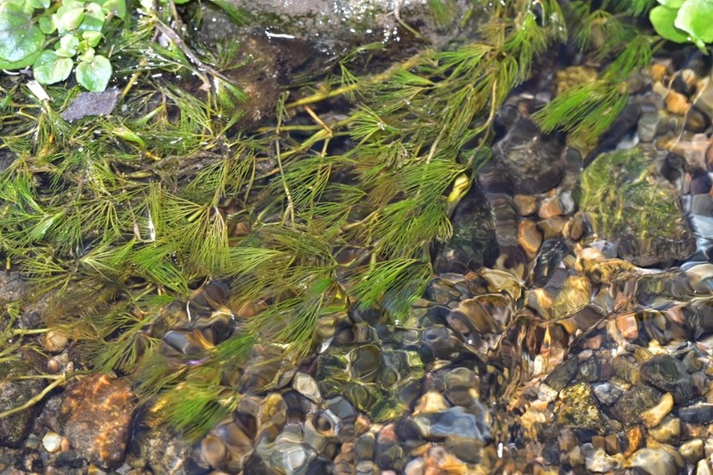 Ranunculus bungei photo 6
