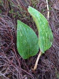 Ranunculus bupleuroides