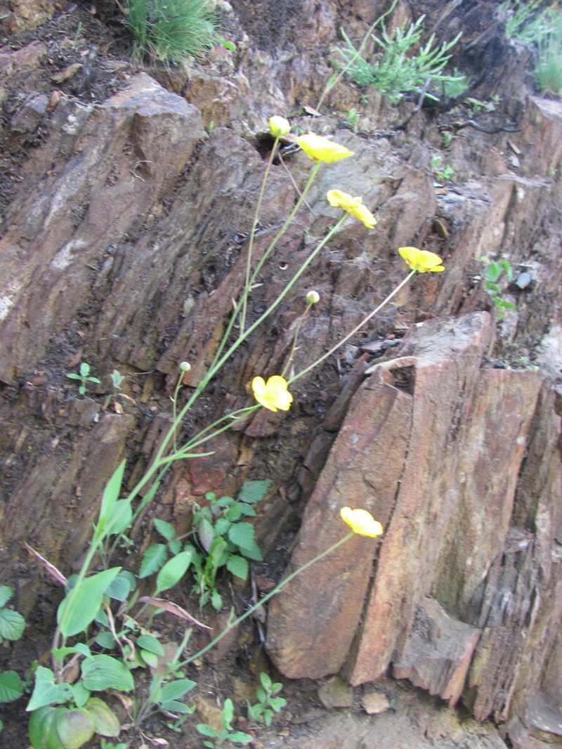 Ranunculus bupleuroides photo 3