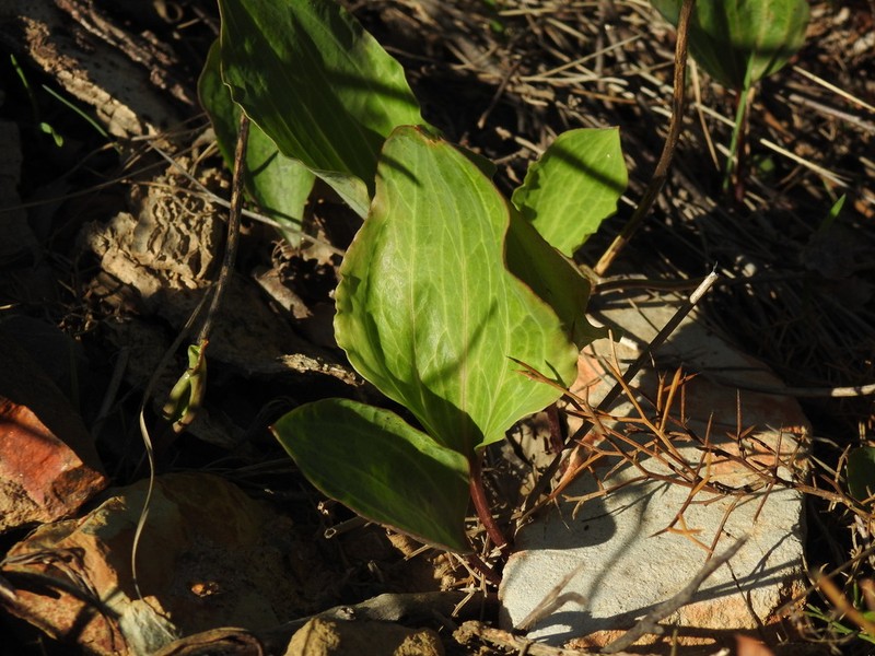 Ranunculus bupleuroides photo 4