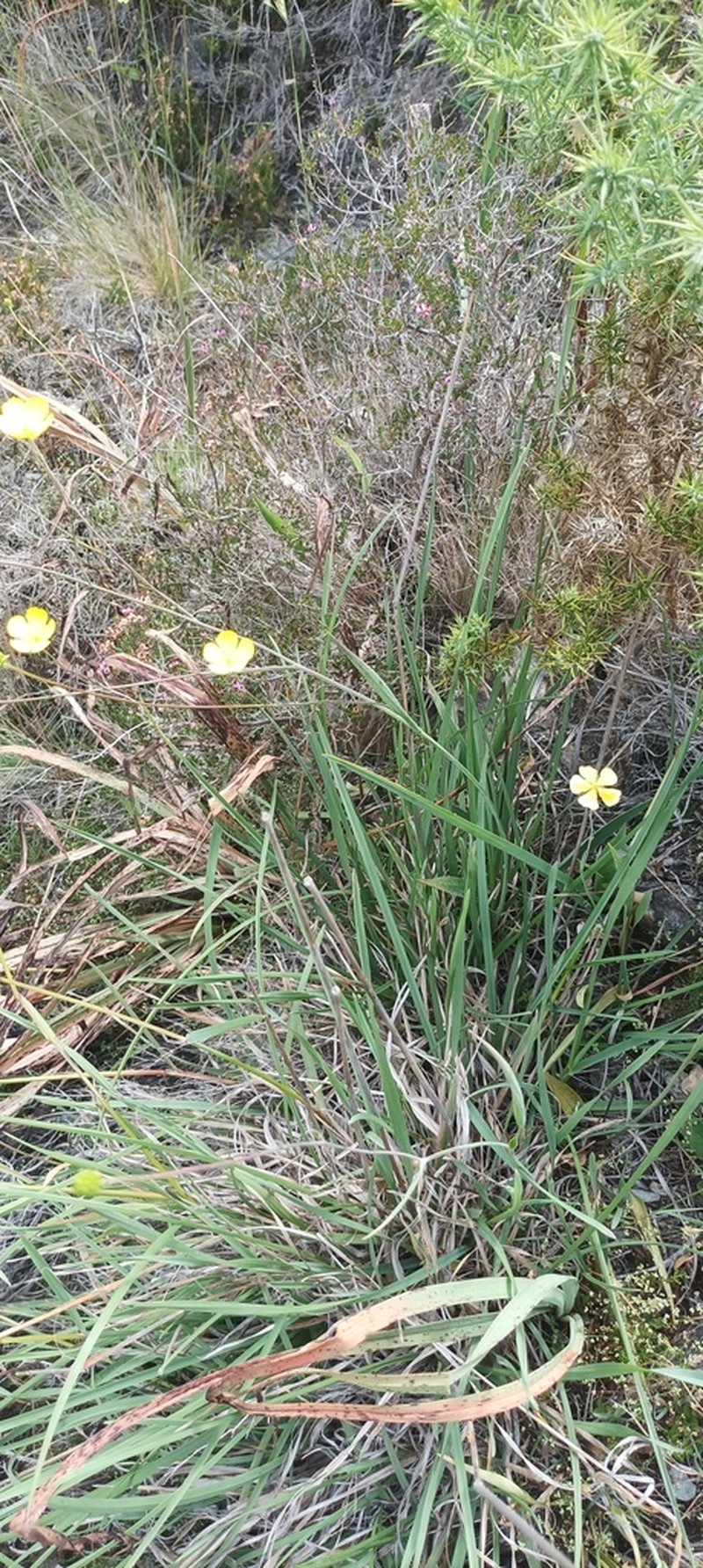Ranunculus bupleuroides photo 5