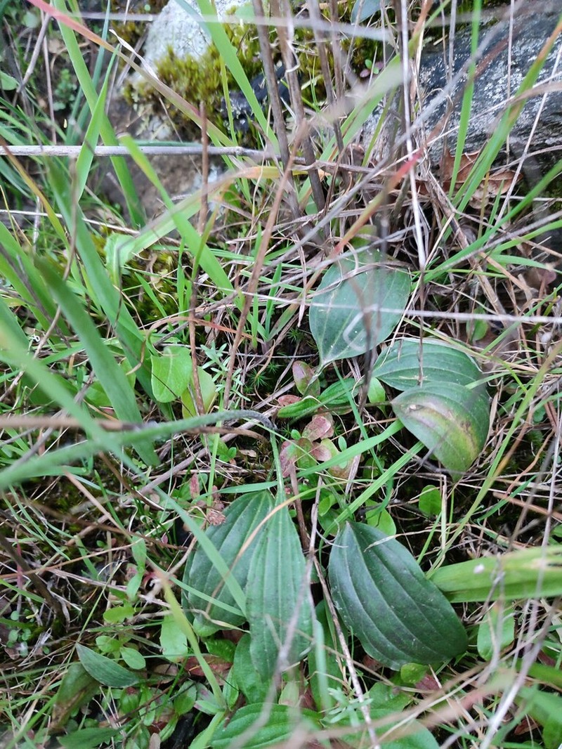 Ranunculus bupleuroides photo 6