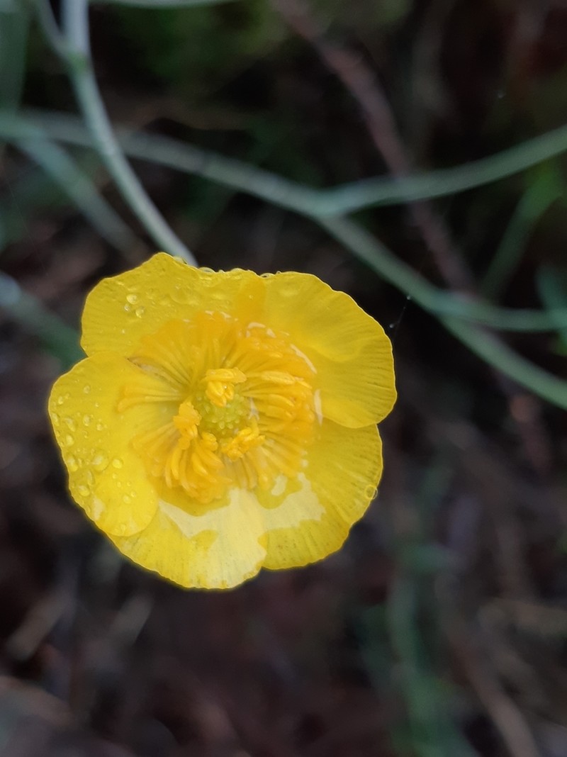 Ranunculus bupleuroides photo 7