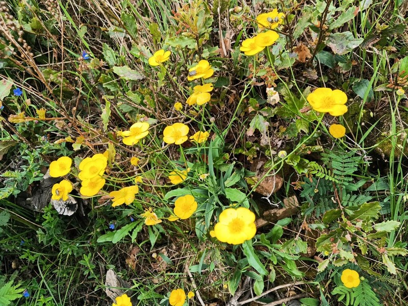 Ranunculus bupleuroides photo 8