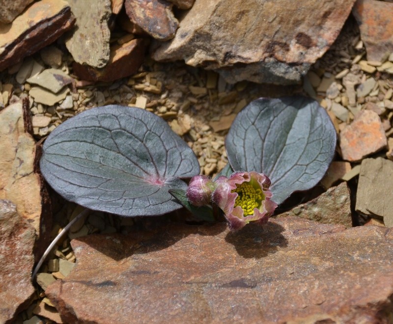 Ranunculus cabrerensis photo 2
