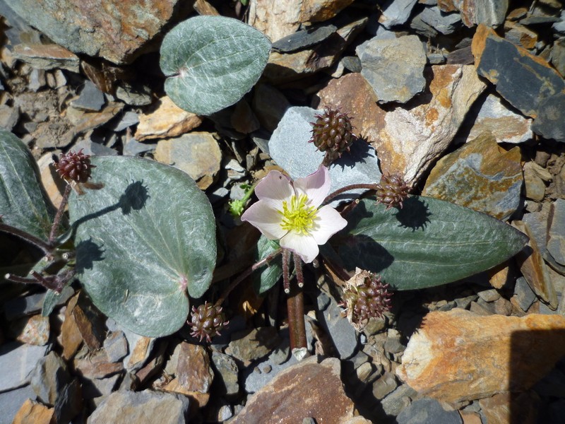 Ranunculus cabrerensis photo 3