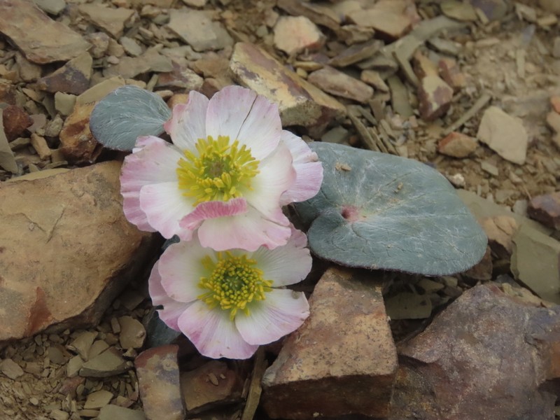 Ranunculus cabrerensis photo 4