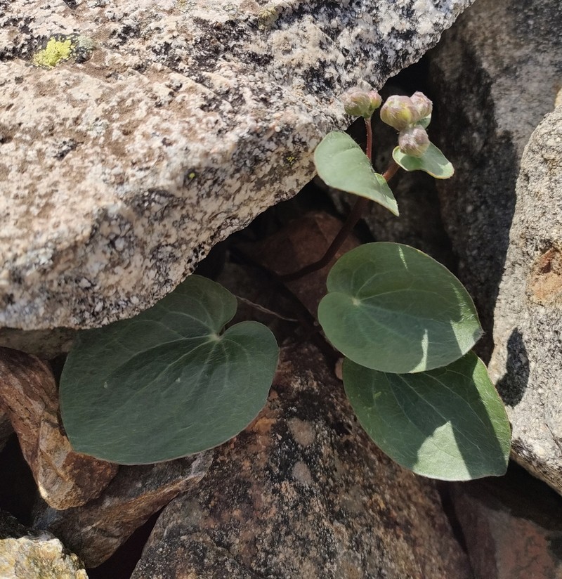 Ranunculus cabrerensis photo 6