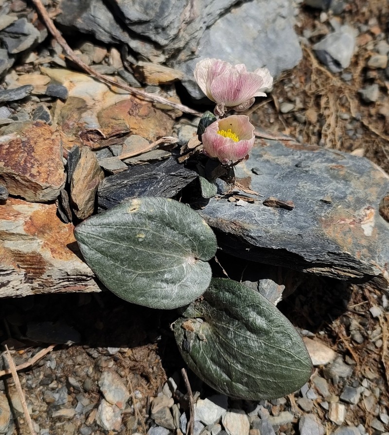 Ranunculus cabrerensis photo 7