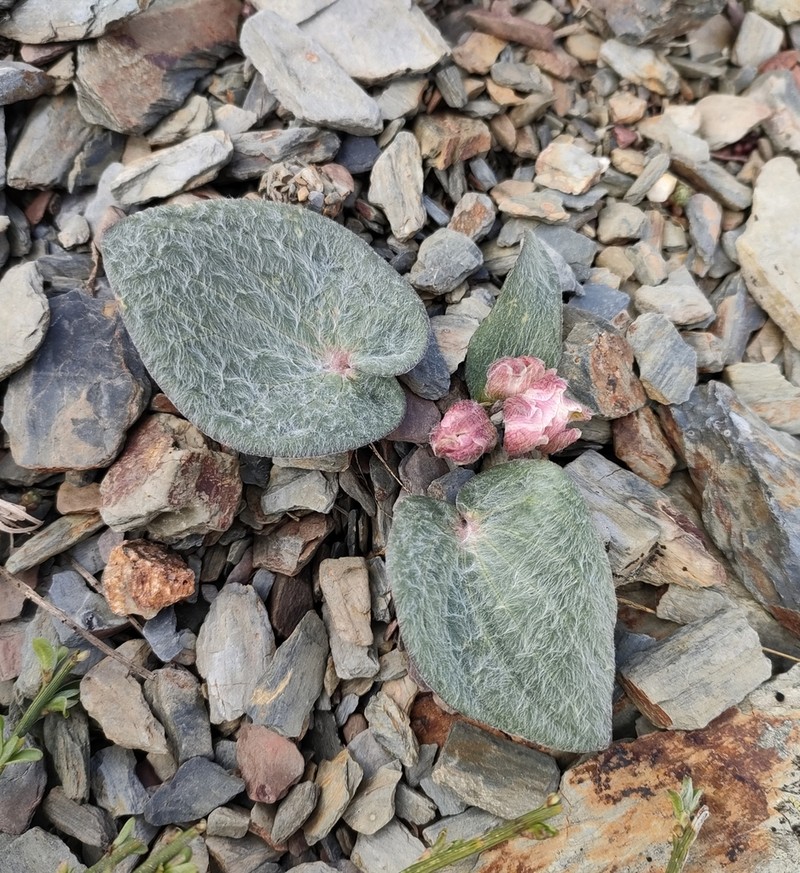 Ranunculus cabrerensis photo 8
