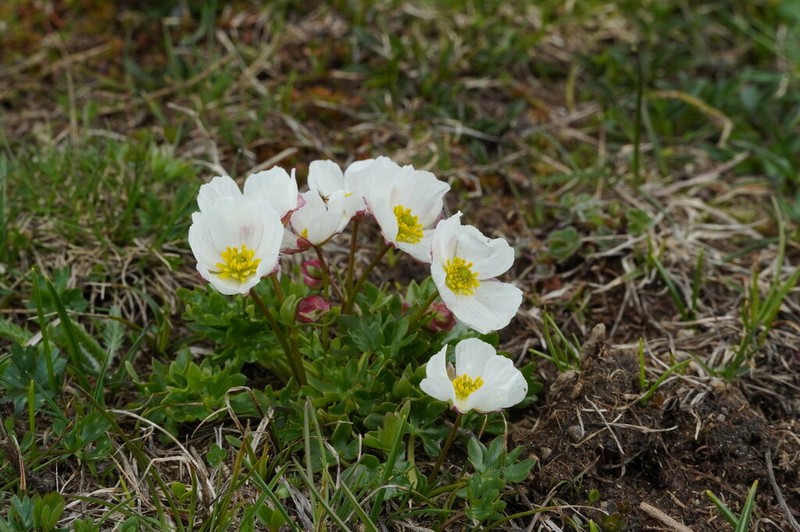Ranunculus cacuminis photo 2