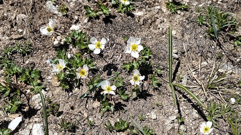 Ranunculus cacuminis photo 3