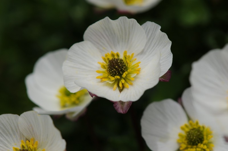 Ranunculus cacuminis photo 4