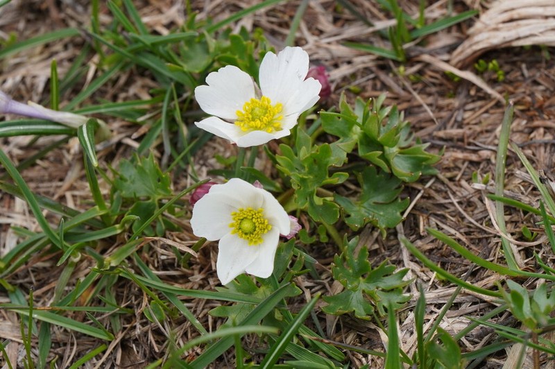 Ranunculus cacuminis photo 5