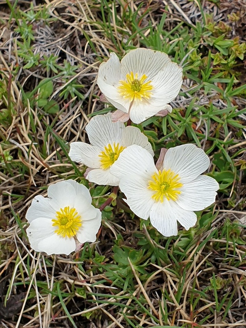 Ranunculus cacuminis photo 8