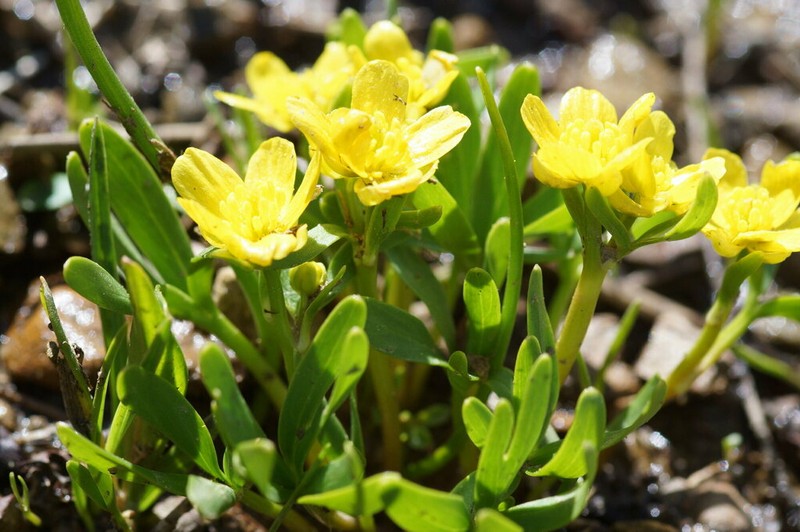 Ranunculus cadmicus photo 2