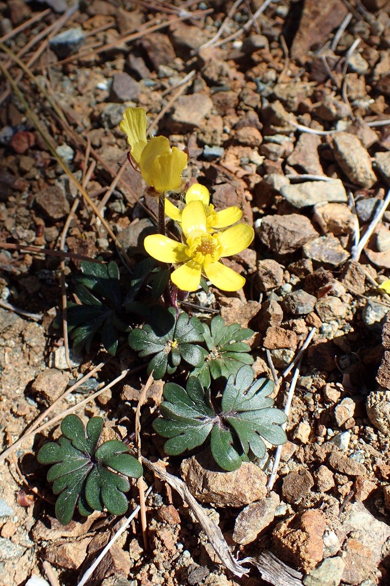 Ranunculus cadmicus
