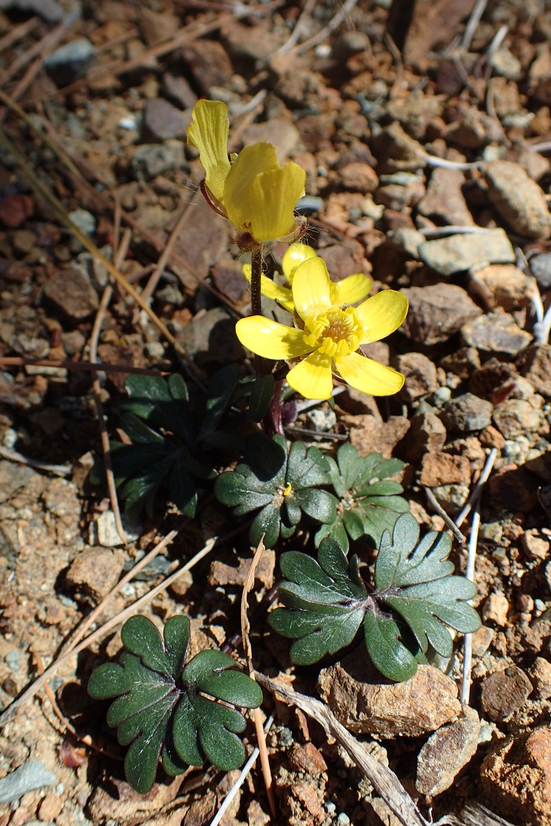 Ranunculus cadmicus photo 3