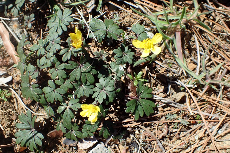 Ranunculus cadmicus photo 4