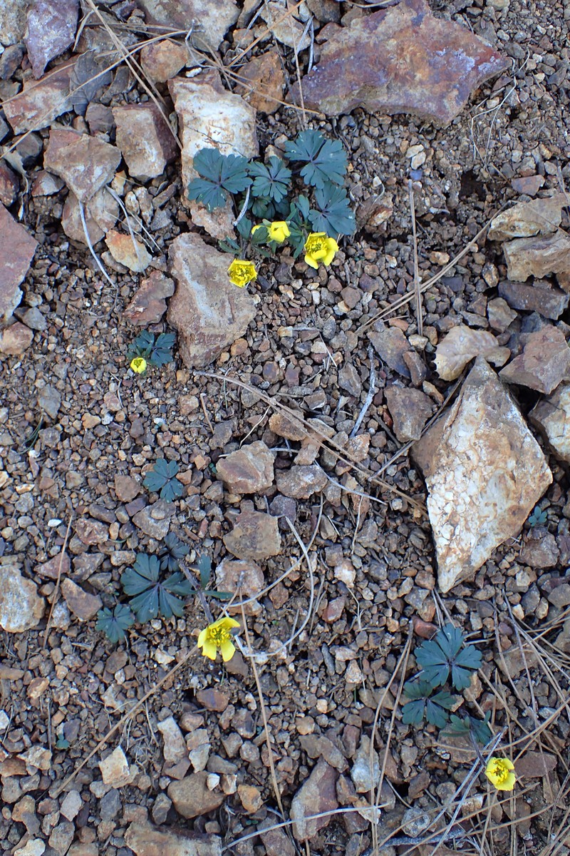 Ranunculus cadmicus photo 5