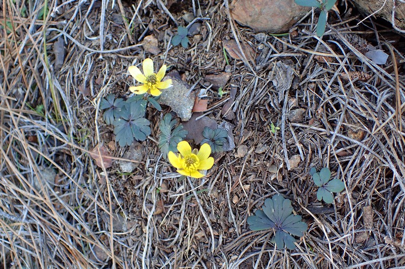 Ranunculus cadmicus photo 6