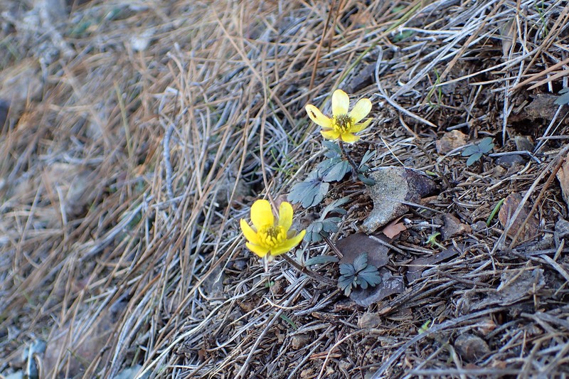 Ranunculus cadmicus photo 7