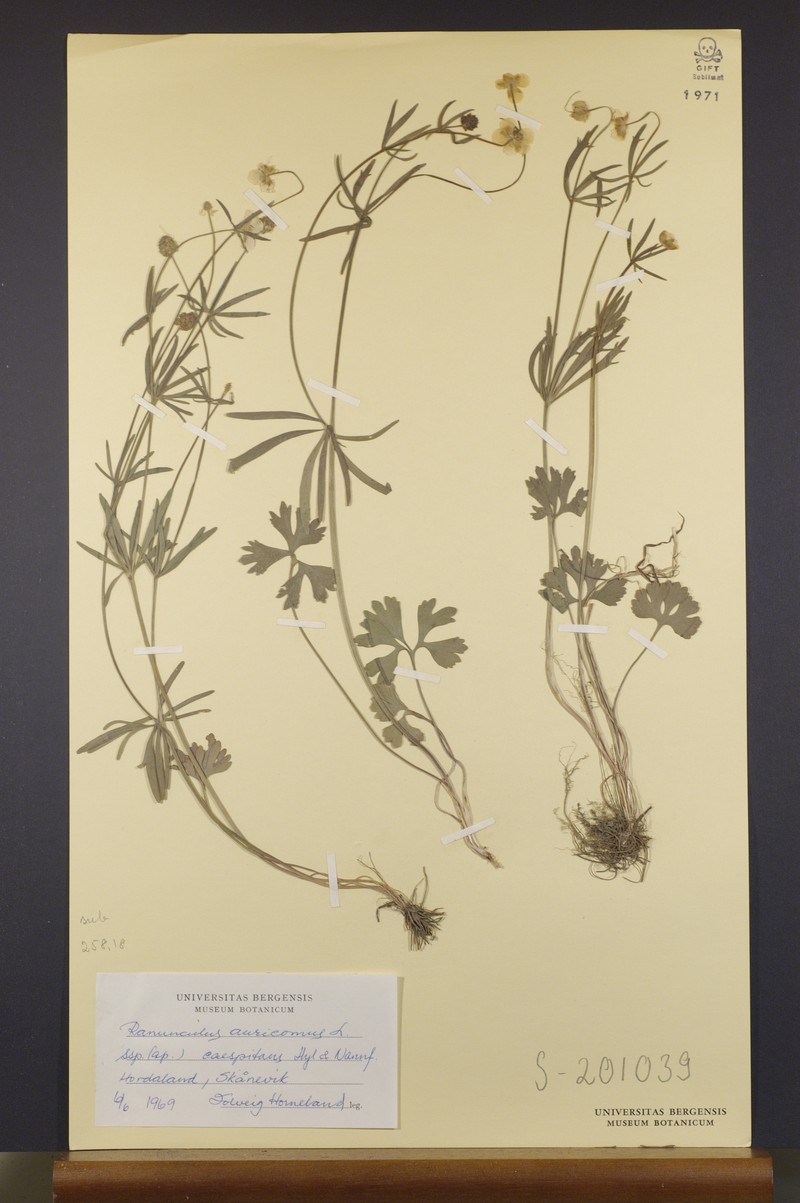 Ranunculus caespitans