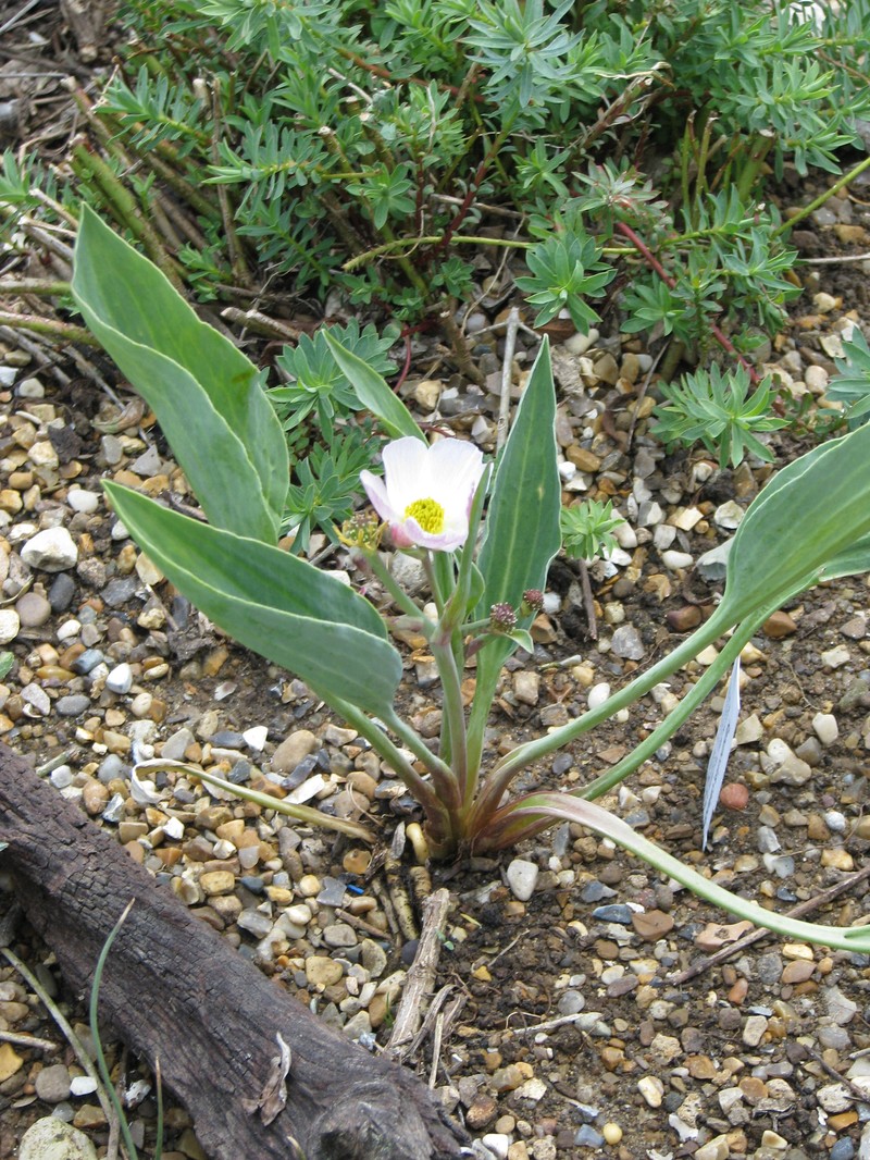 Ranunculus calandrinioides