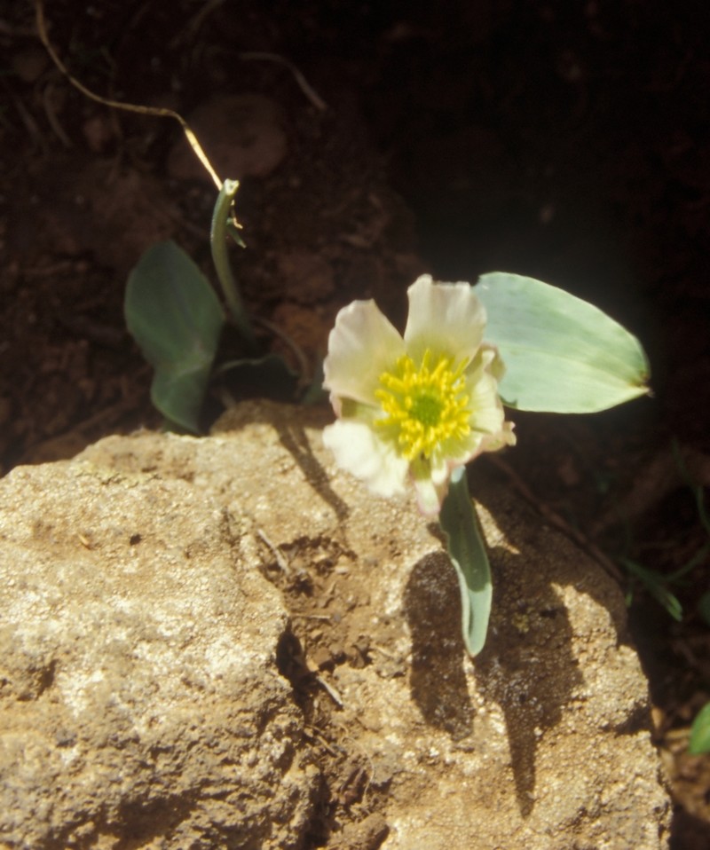 Ranunculus calandrinioides photo 2