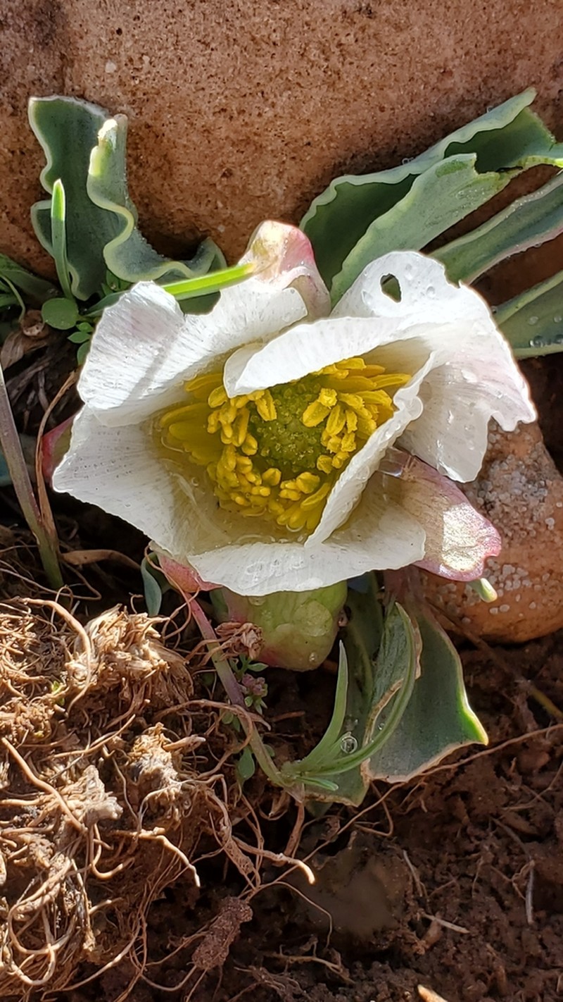 Ranunculus calandrinioides photo 4