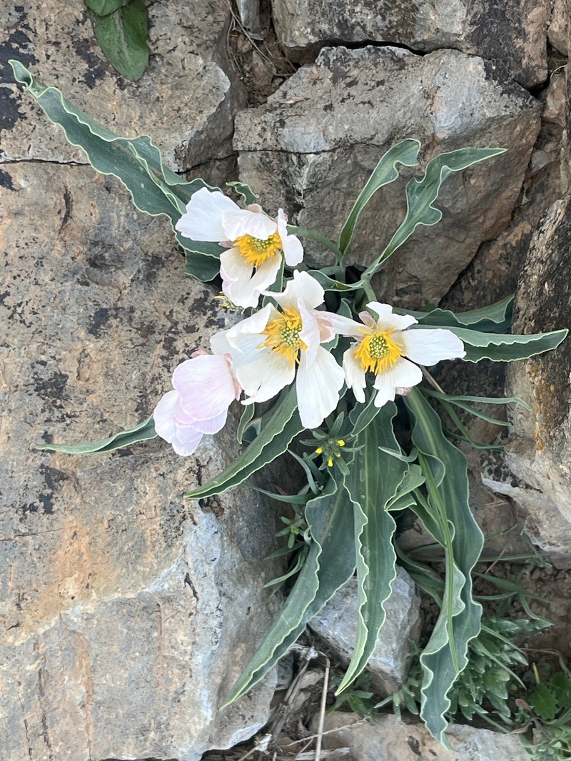 Ranunculus calandrinioides photo 6