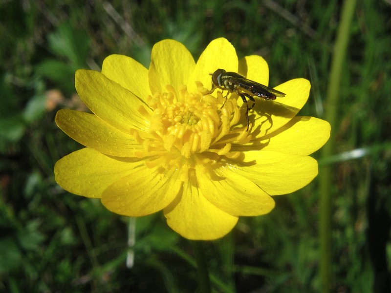 California Buttercup photo 5