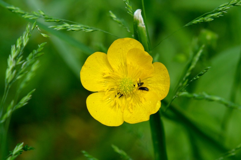 California Buttercup photo 6