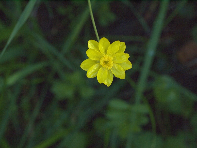 California Buttercup photo 2